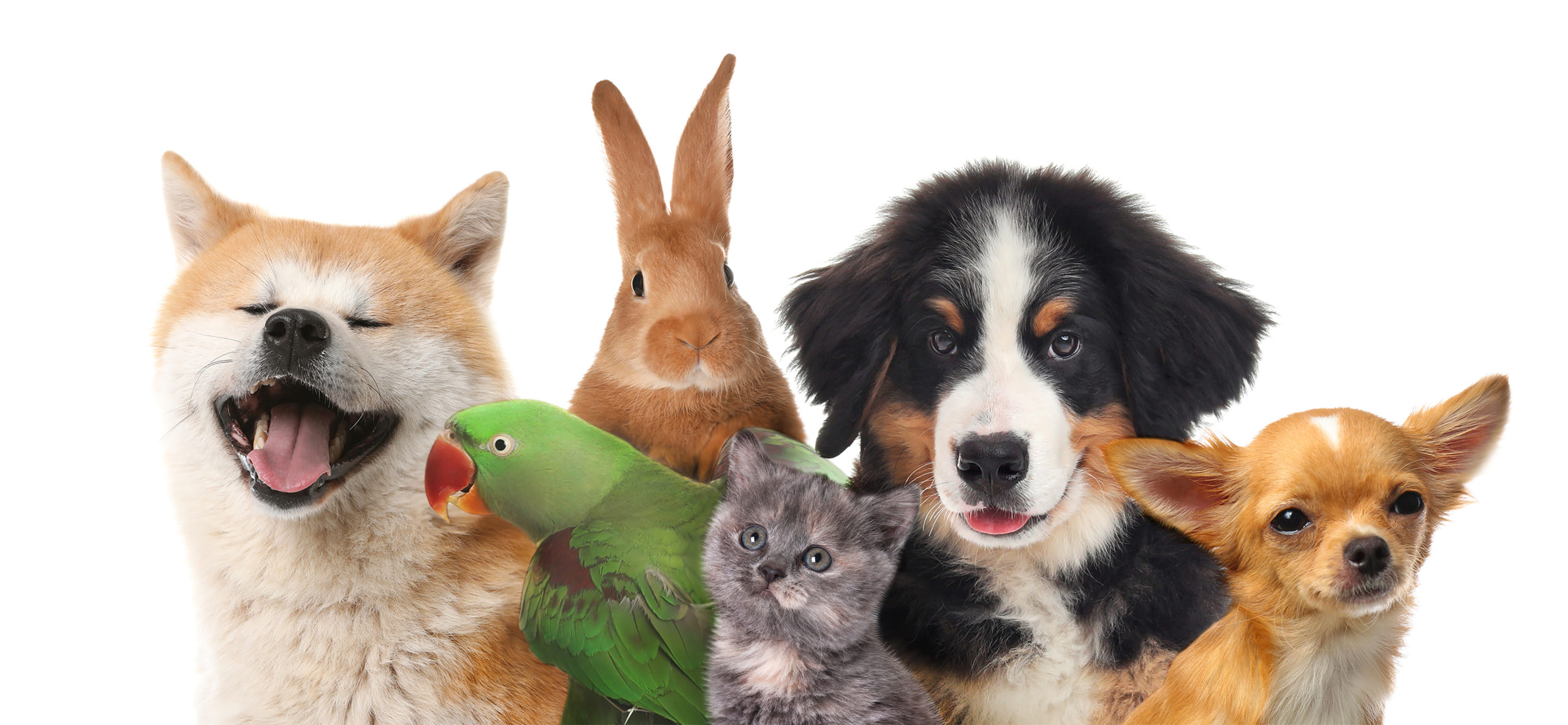 Understanding How Homeowners Insurance Addresses Pets: Coverage, Claims, and What Homeowners Need to Know