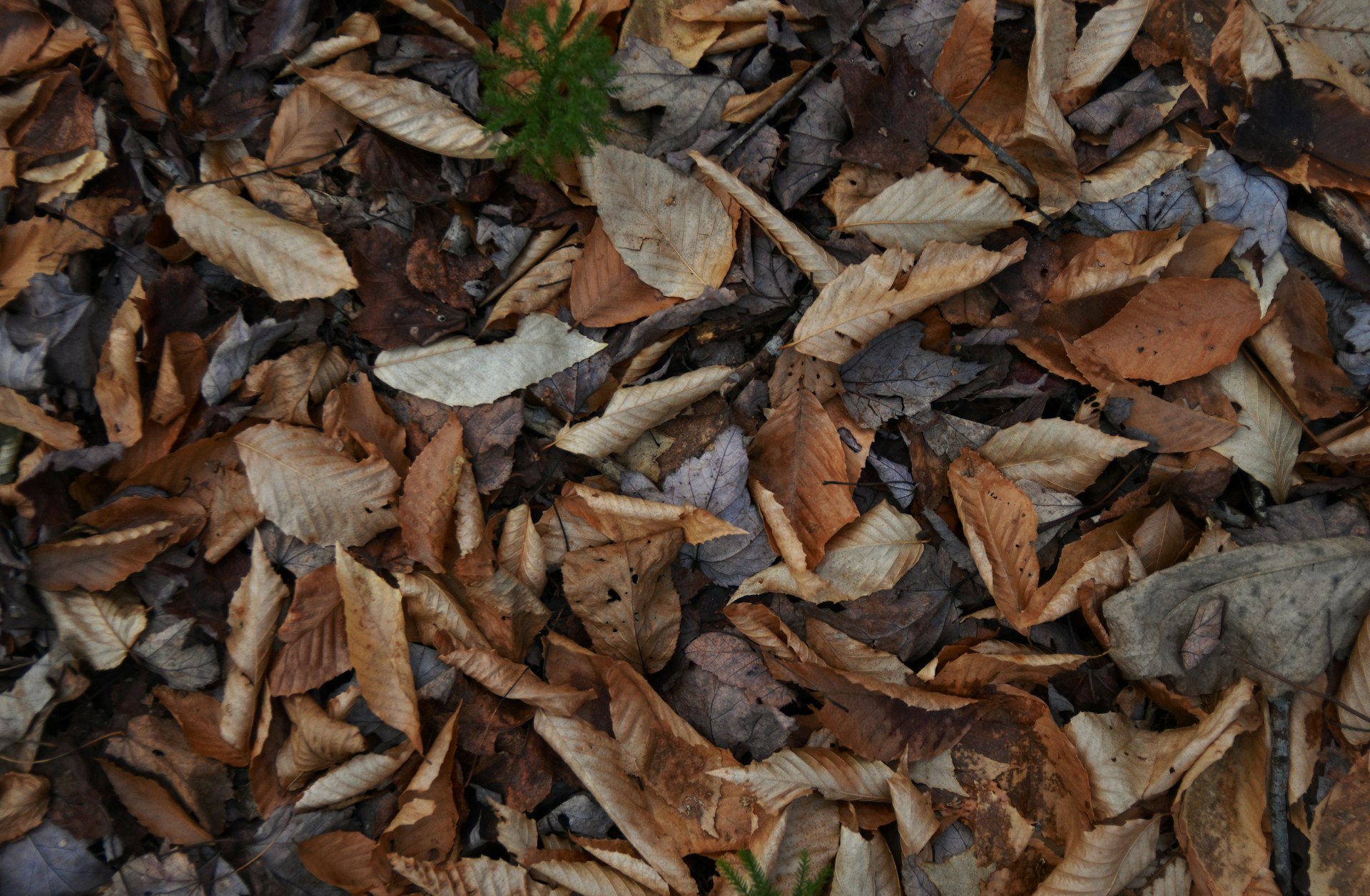 The Complete Guide to Native Shade-Tolerant Ground Covers: Sustainable Solutions for Shady Landscapes