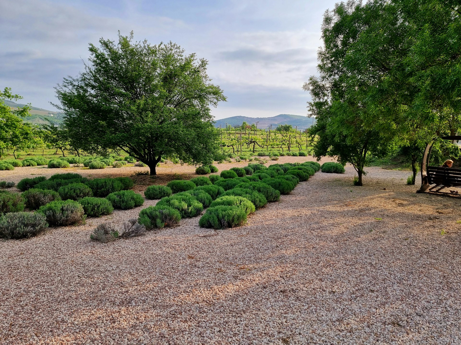 Modern Solutions for Drought-Tolerant Landscaping at Home