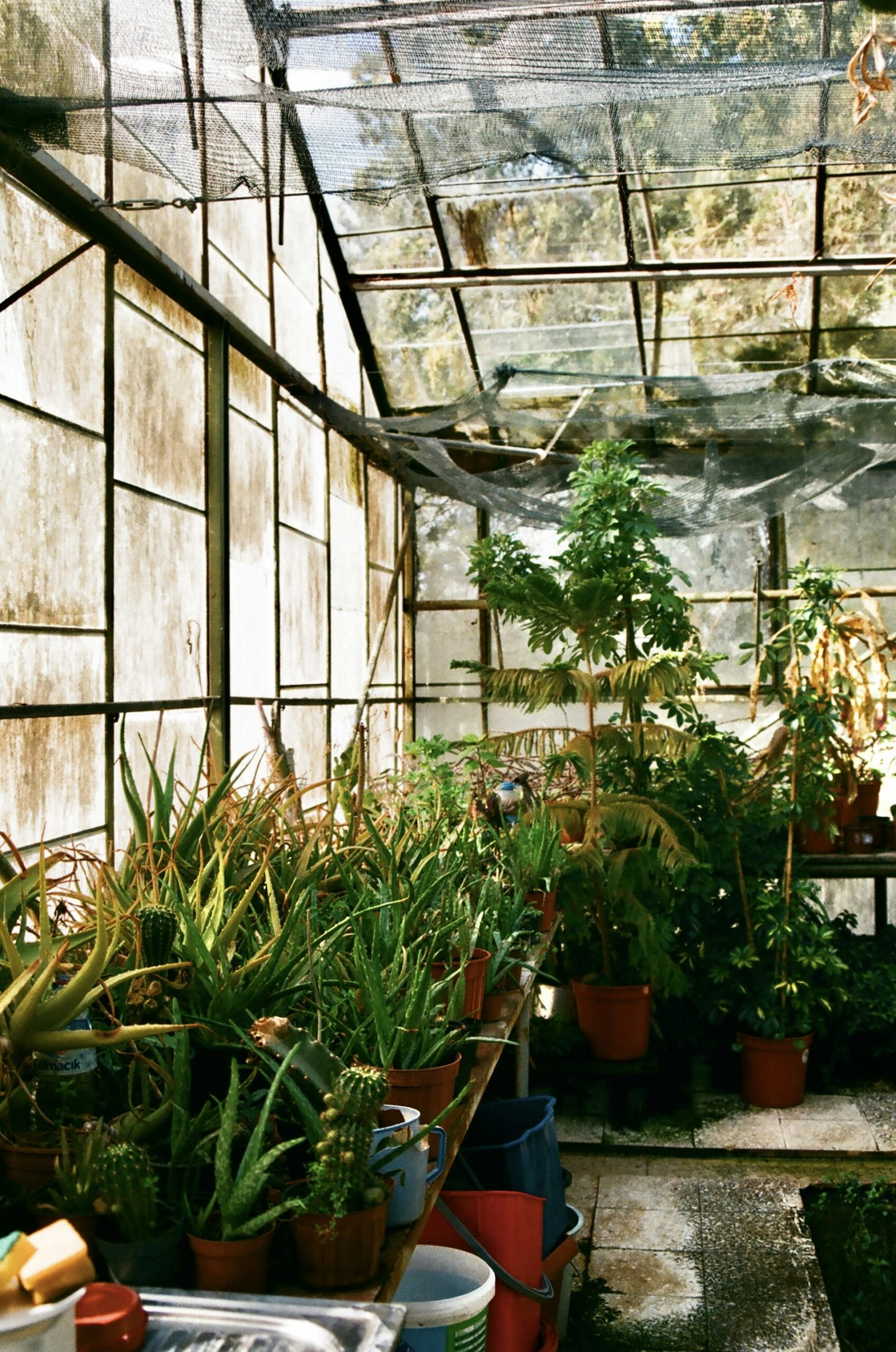 How to Build and Maintain a Small Greenhouse Hydroponic System at Home