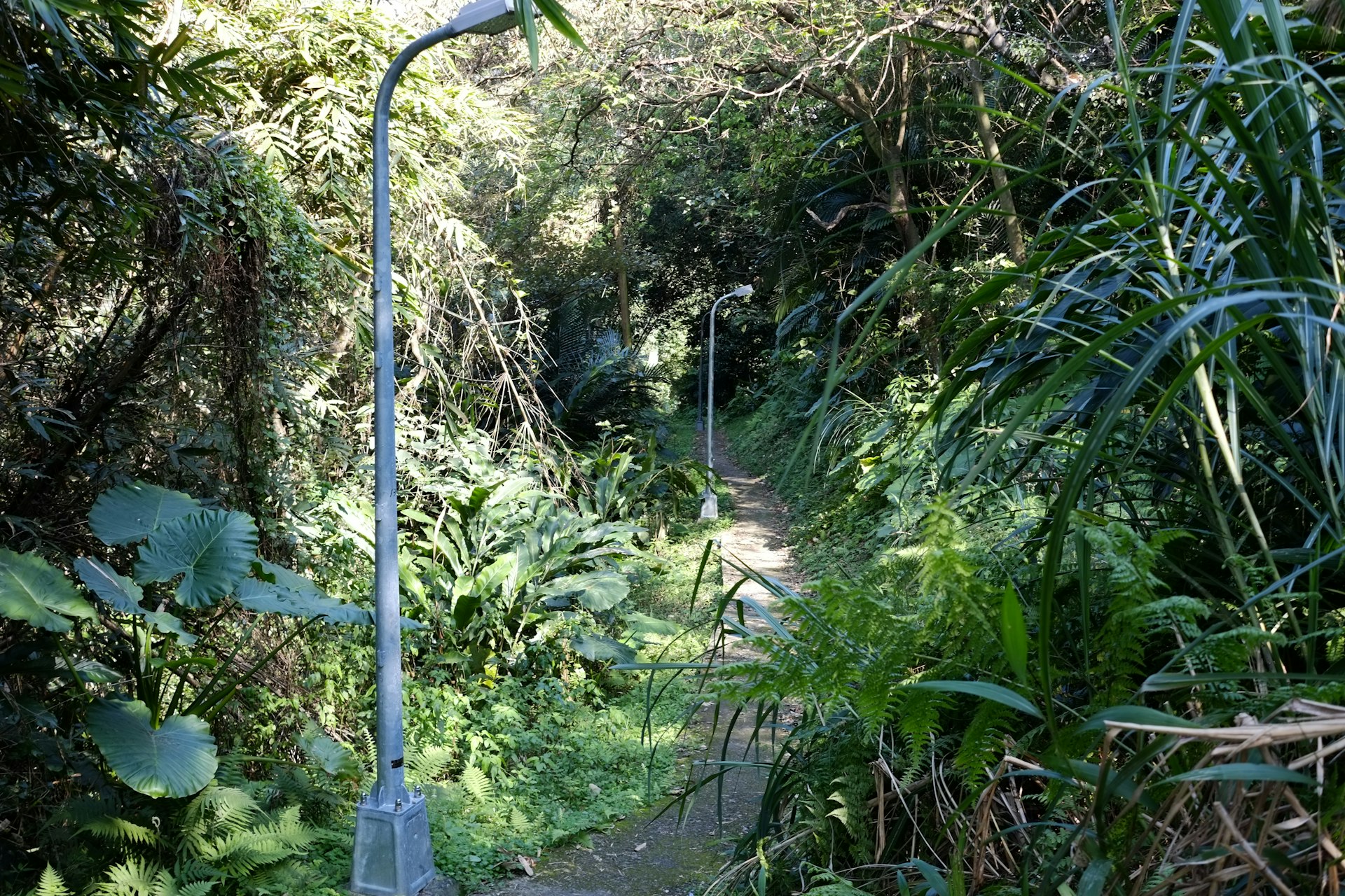 Natural Garden Border Alternatives: Sustainable Options Beyond Plastic