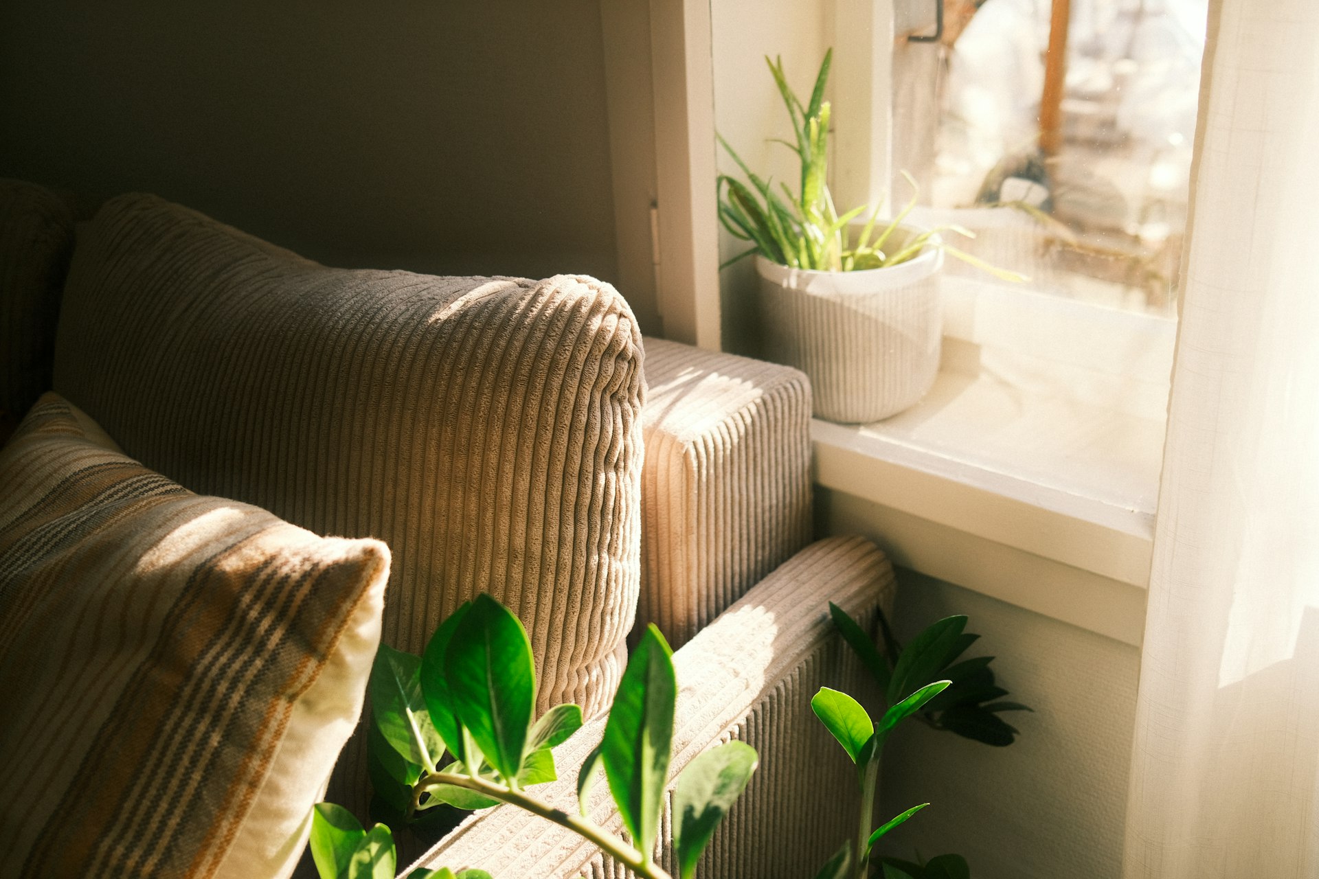 Create a Healthier Living Room: Proven Air-Purifying Houseplant Combinations and Practical Setup Guide