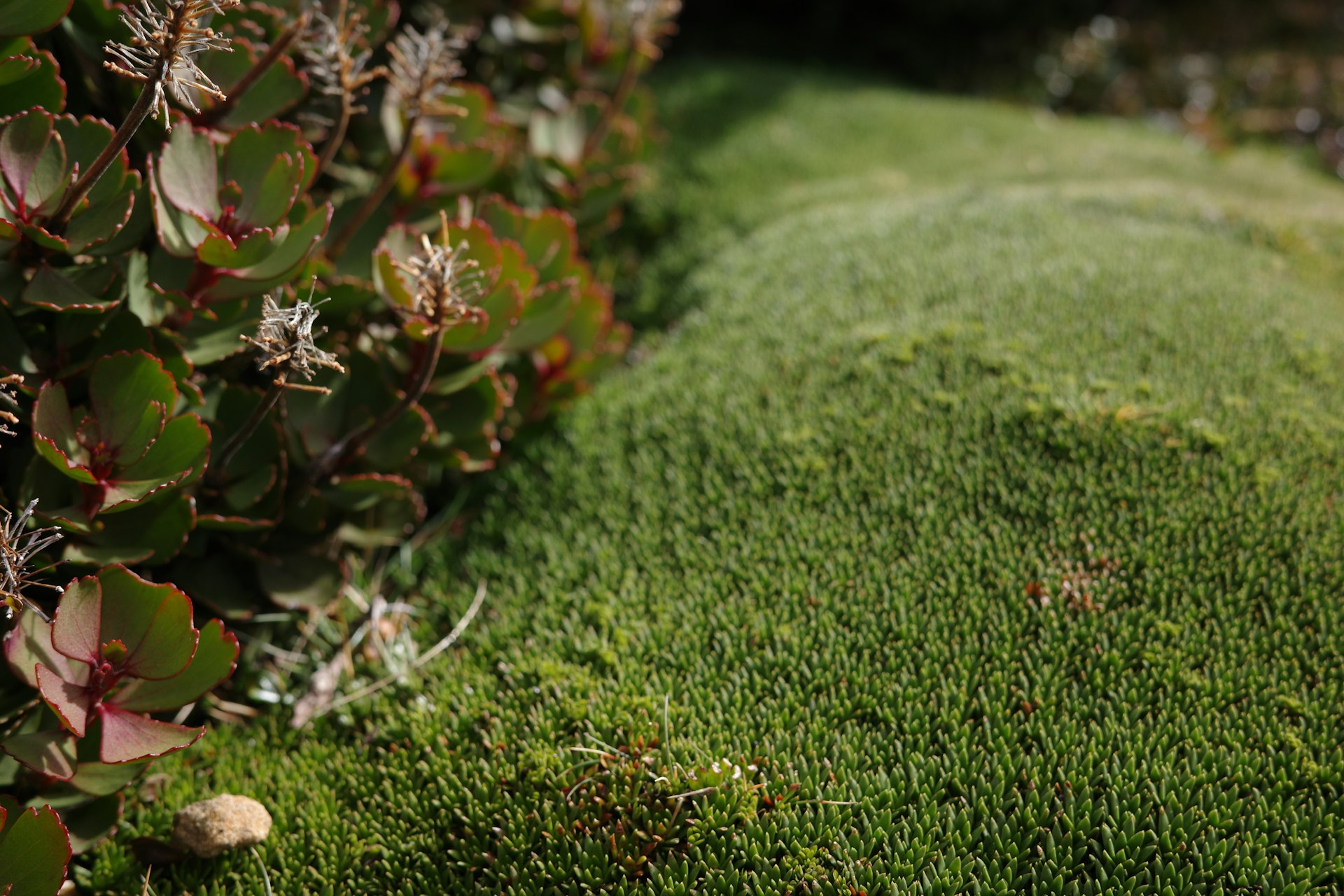 Designing Edible Moss Gardens: Transforming Shaded Spaces into Lush, Sustainable Edens